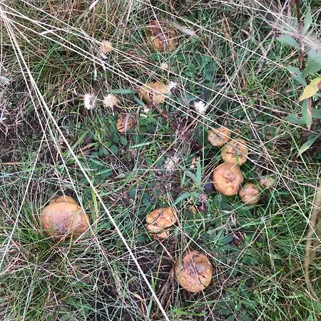 Baltic Sea Vakantiehuis Jastrzębia Góra