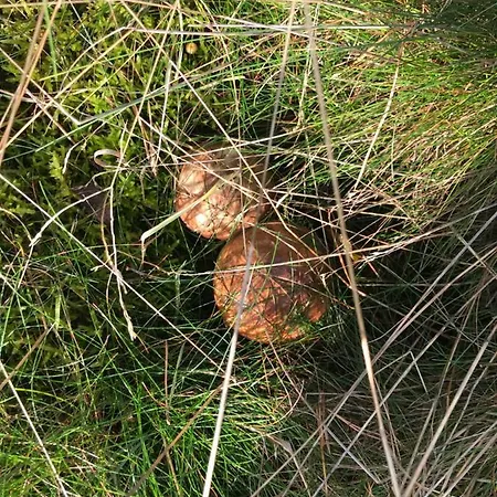 Baltic Sea Vakantiehuis *