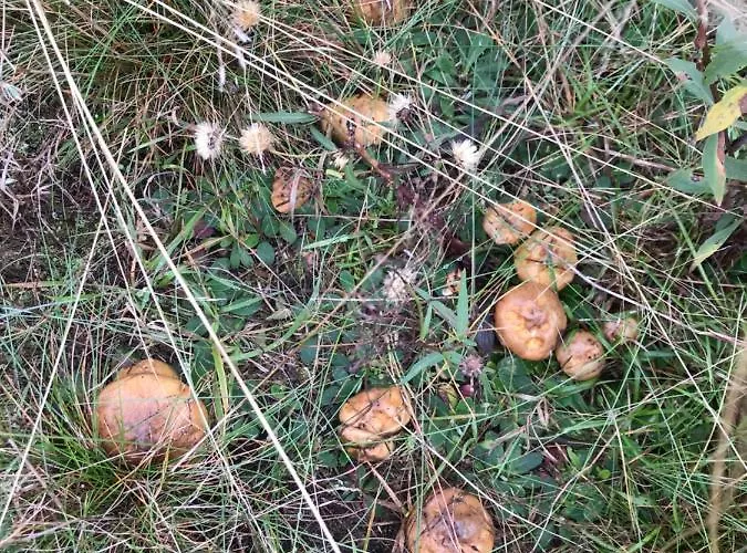 Baltic Sea Nyaraló Jastrzębia Góra