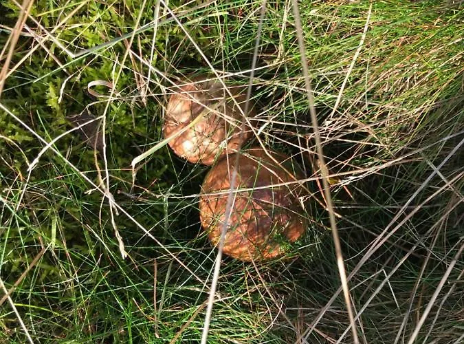 Baltic Sea Nyaraló *